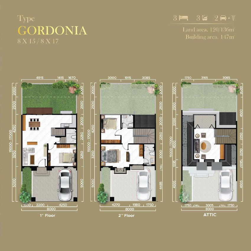 gordonia-denah